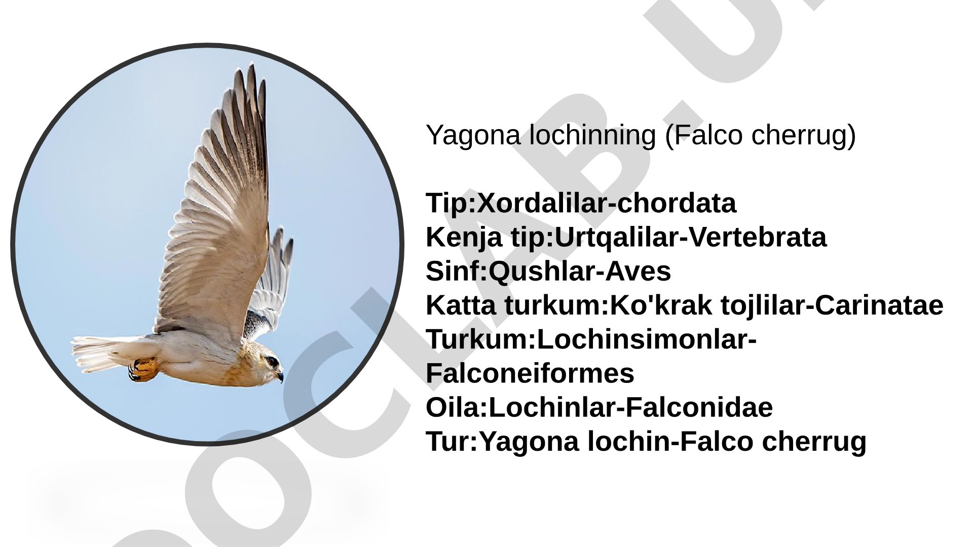 Yagona lochin (Falco cherrug) va Himolay tulpori (Gyps himalayensis)