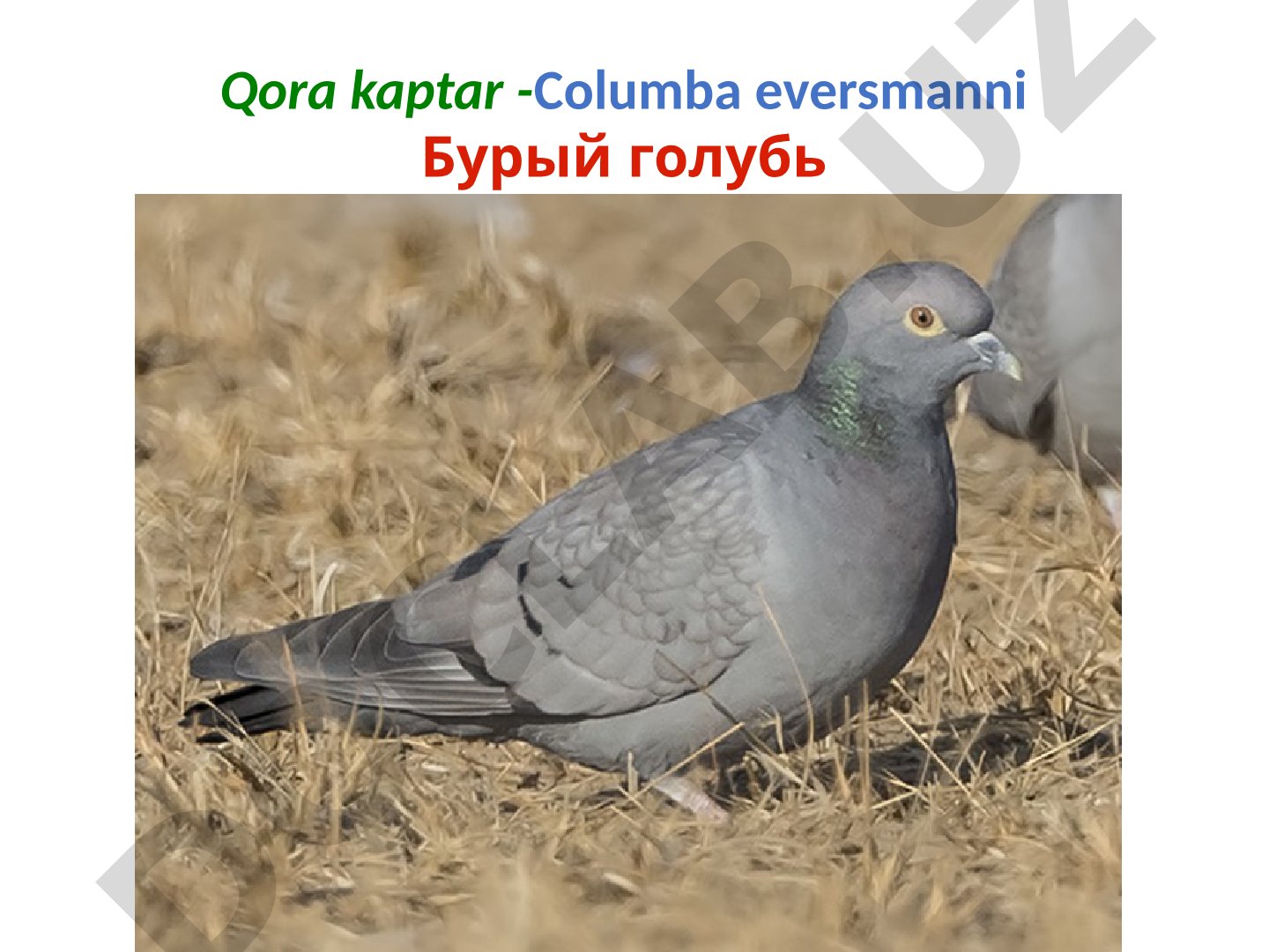Qora kaptar (Columba eversmanni)