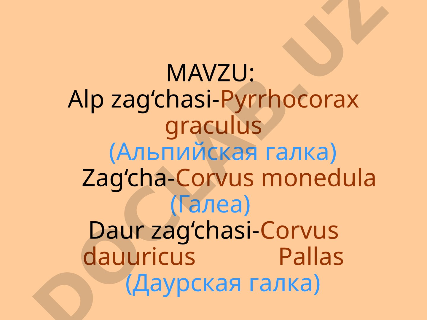 Alp zag‘chasi (Pyrrhocorax graculus) qarg‘alar oilasiga mansub qush, Yevrosiyo va