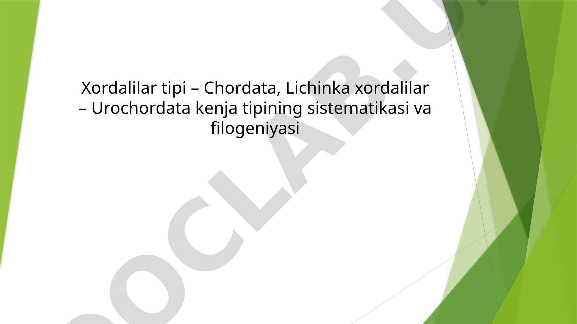 Lichinka xordalilar Urochordata kenja tipining sistematikasi va filogeniyasi