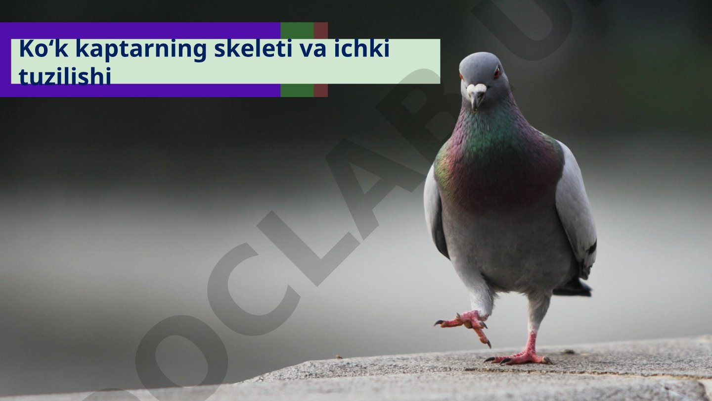 Ko‘k kaptarning skeleti va ichki tuzilishi