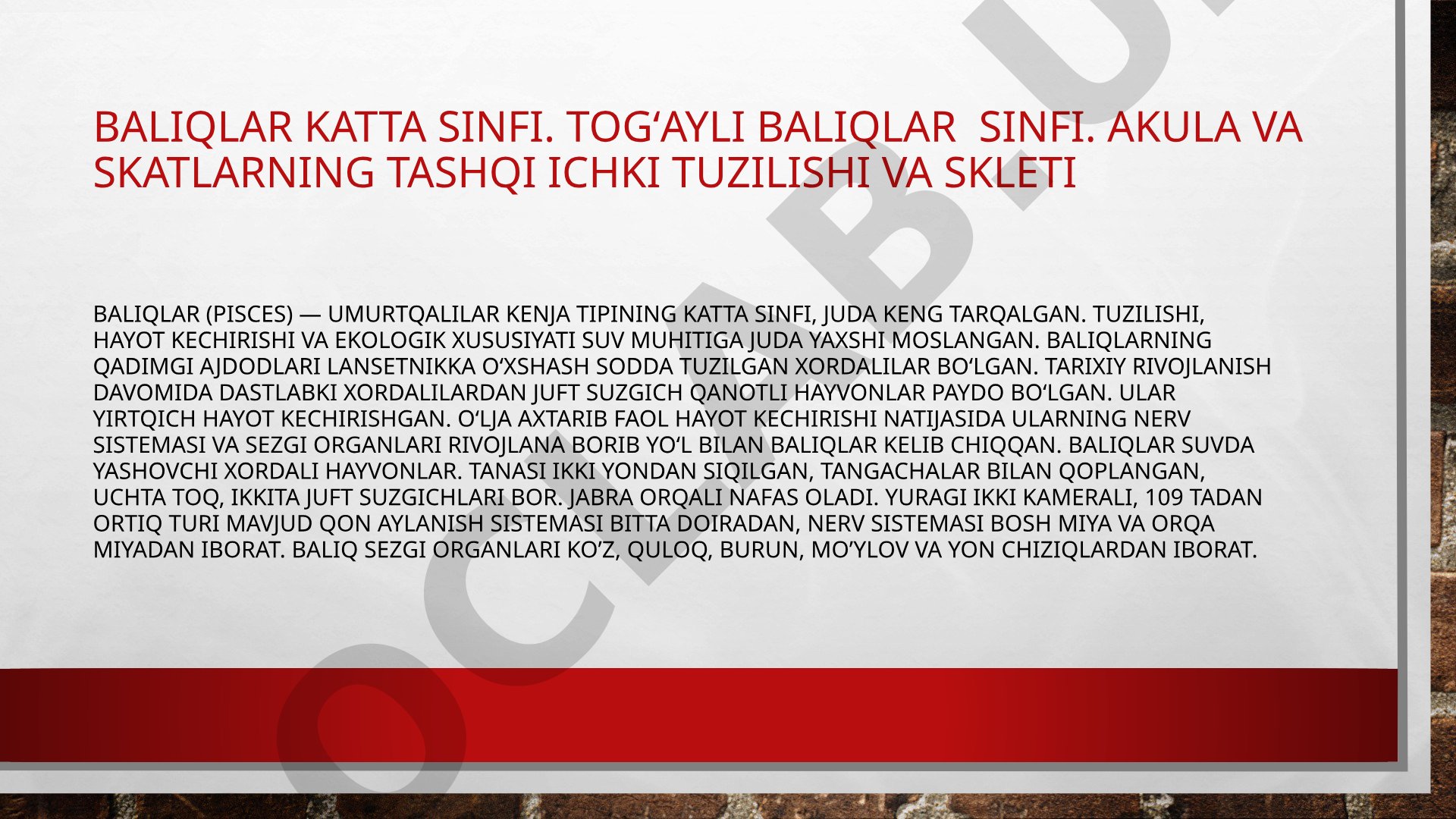Baliqlar katta sinfi
