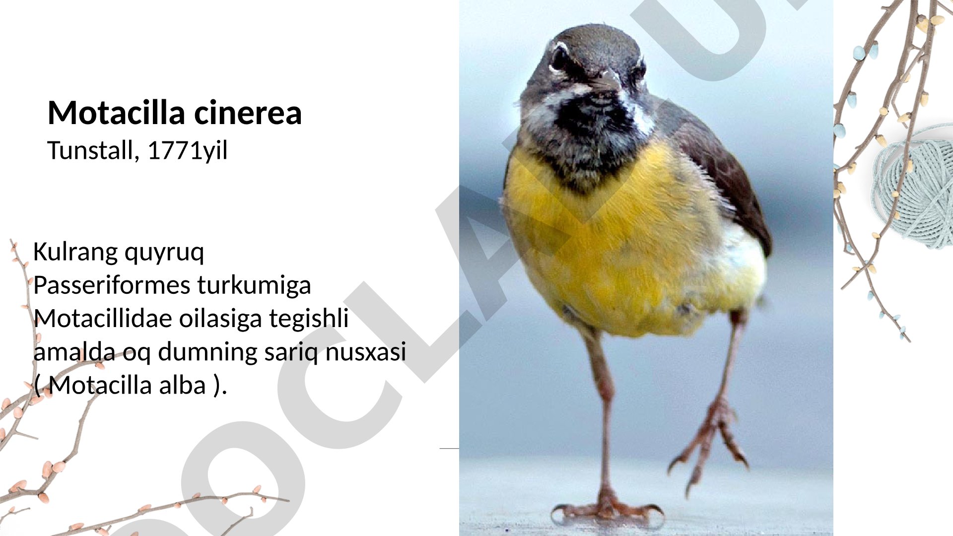 Motacilla cinerea Tunstall, 1771yil Kulrang quyruq
