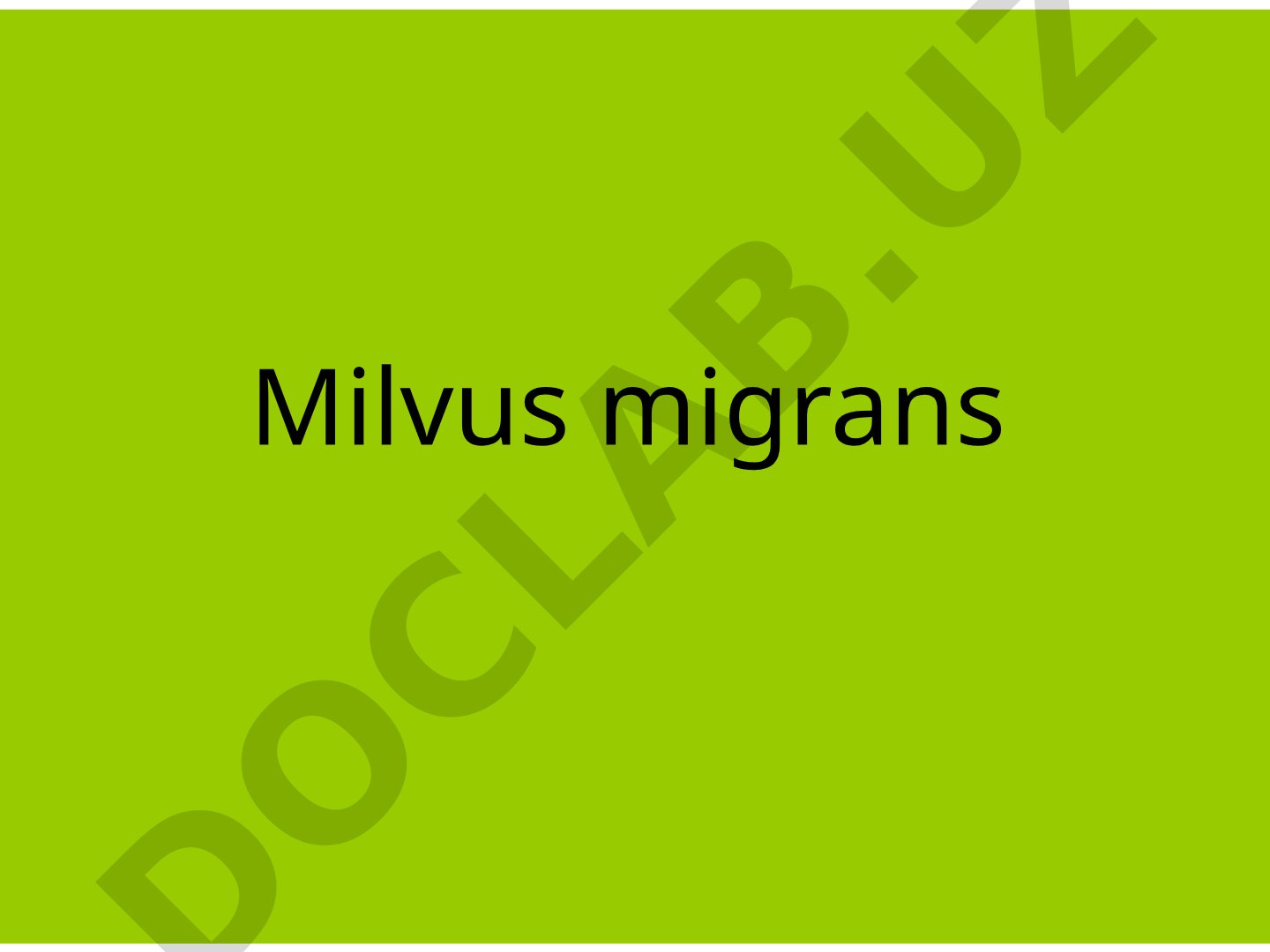 Milvus migrans Circus cyancus Circus macrourus