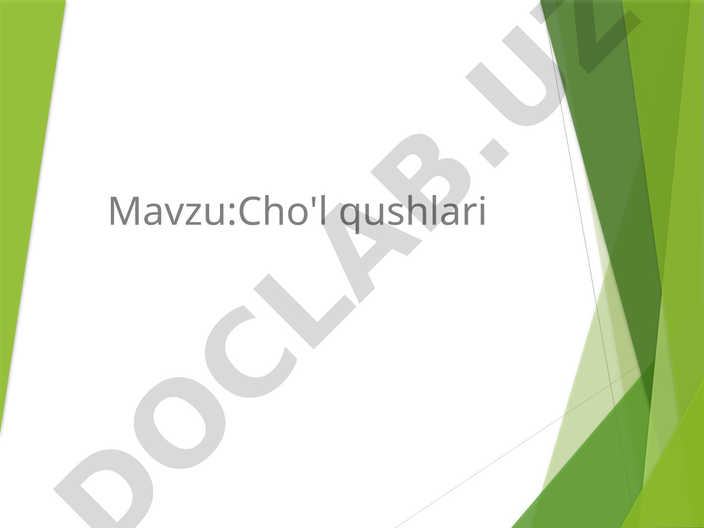Cho'l qushlari