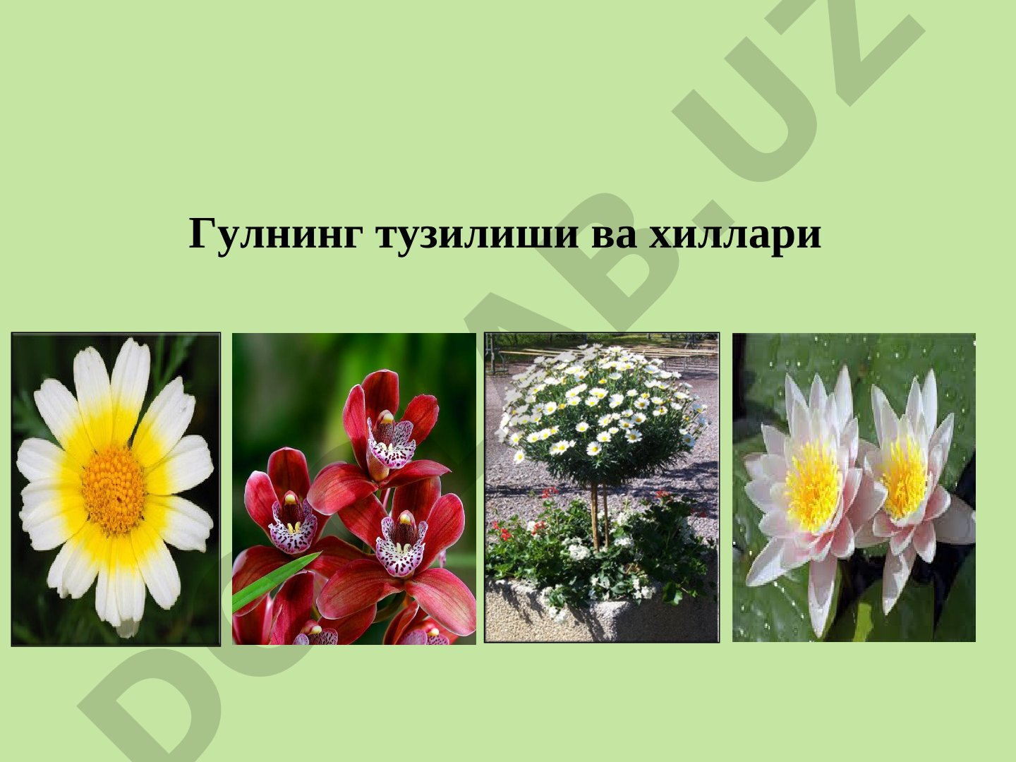 Гулнинг тузилиши ва хиллари