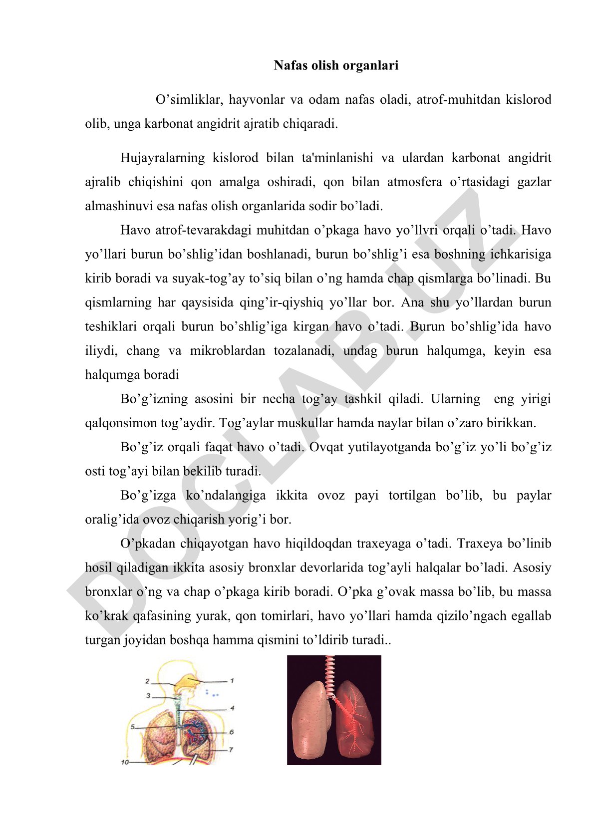 Nafas olish organlari va ularning tuzilishi