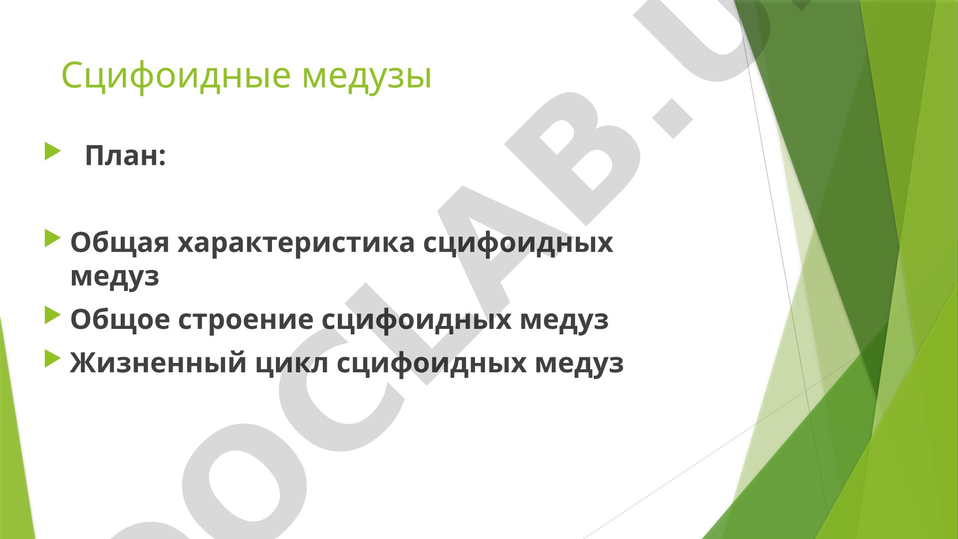 Общая характеристика, строение, жизненный цикл и классификация сцифоидных медуз
