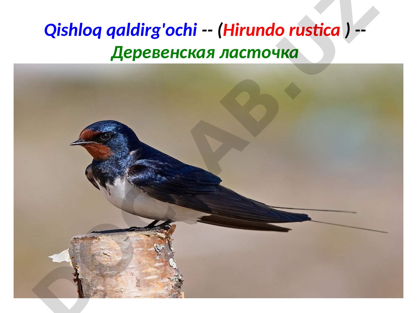 Qishloq qaldirg'ochi (Hirundo rustica)