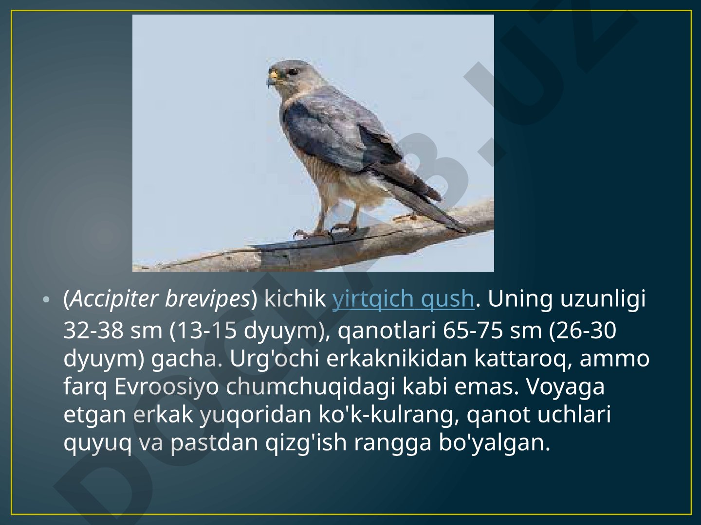 Accipiter brevipes kichik yirtqich qush