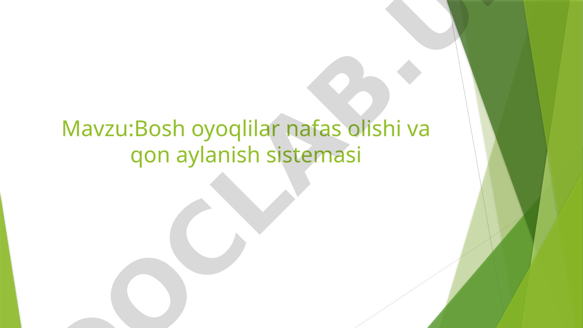 Bosh oyoqlilar nafas olishi va qon aylanish sistemasi
