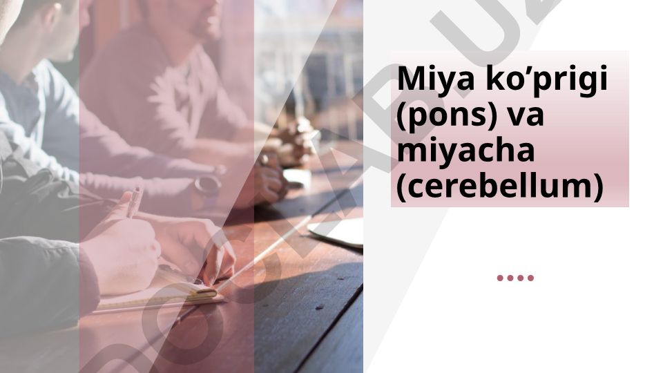 Miya ko'prigi va miyacha anatomiyasi