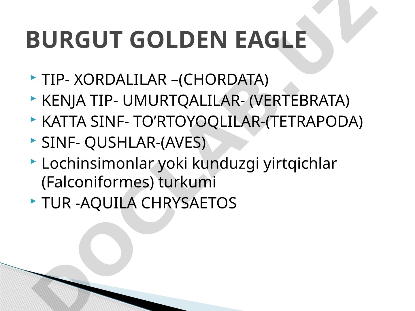 Aquila chrysaetos burgut golden eagle