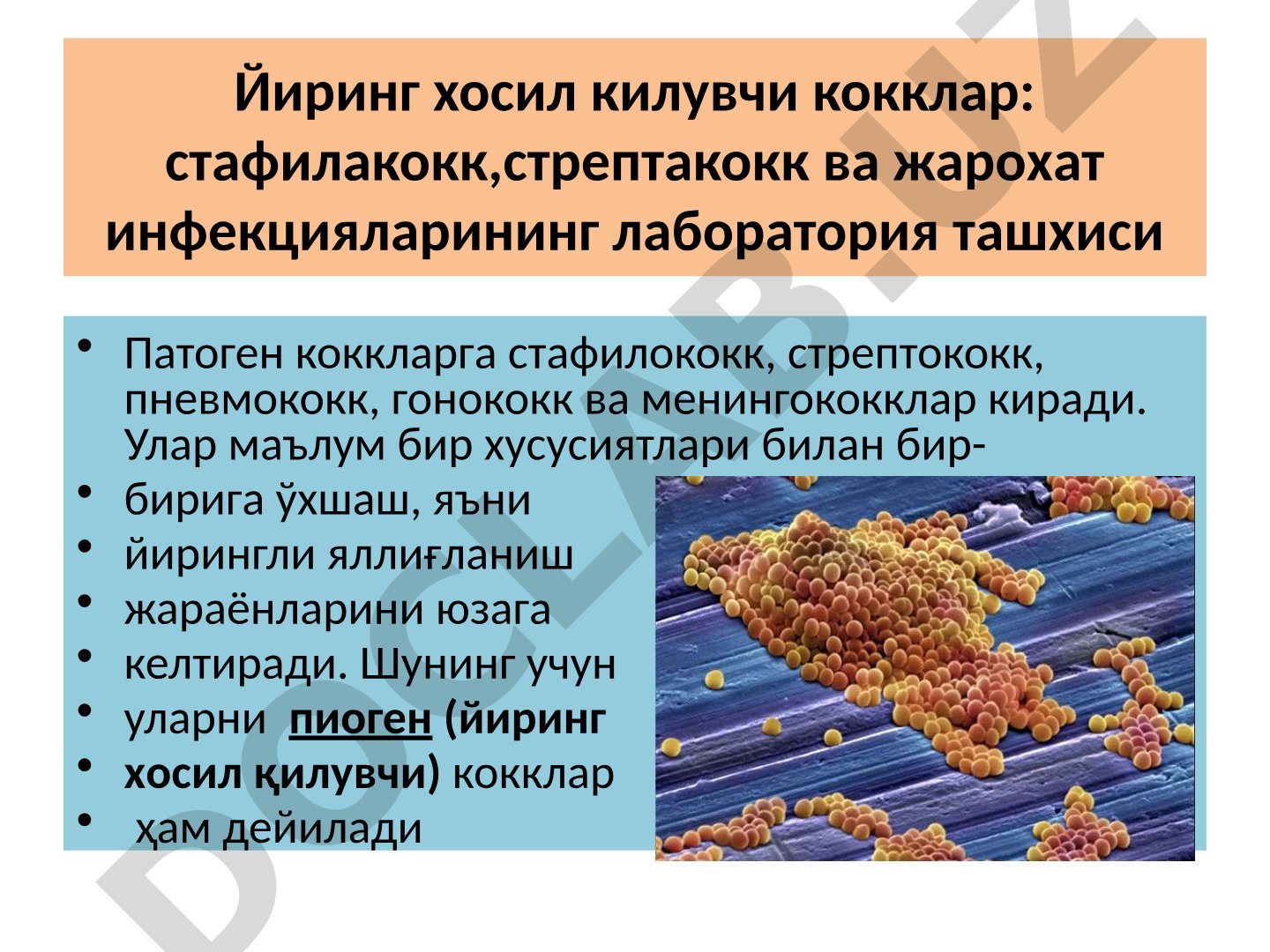Йиринг хосил килувчи кокклар ва жарохат инфекцияларининг лаборатория ташхиси