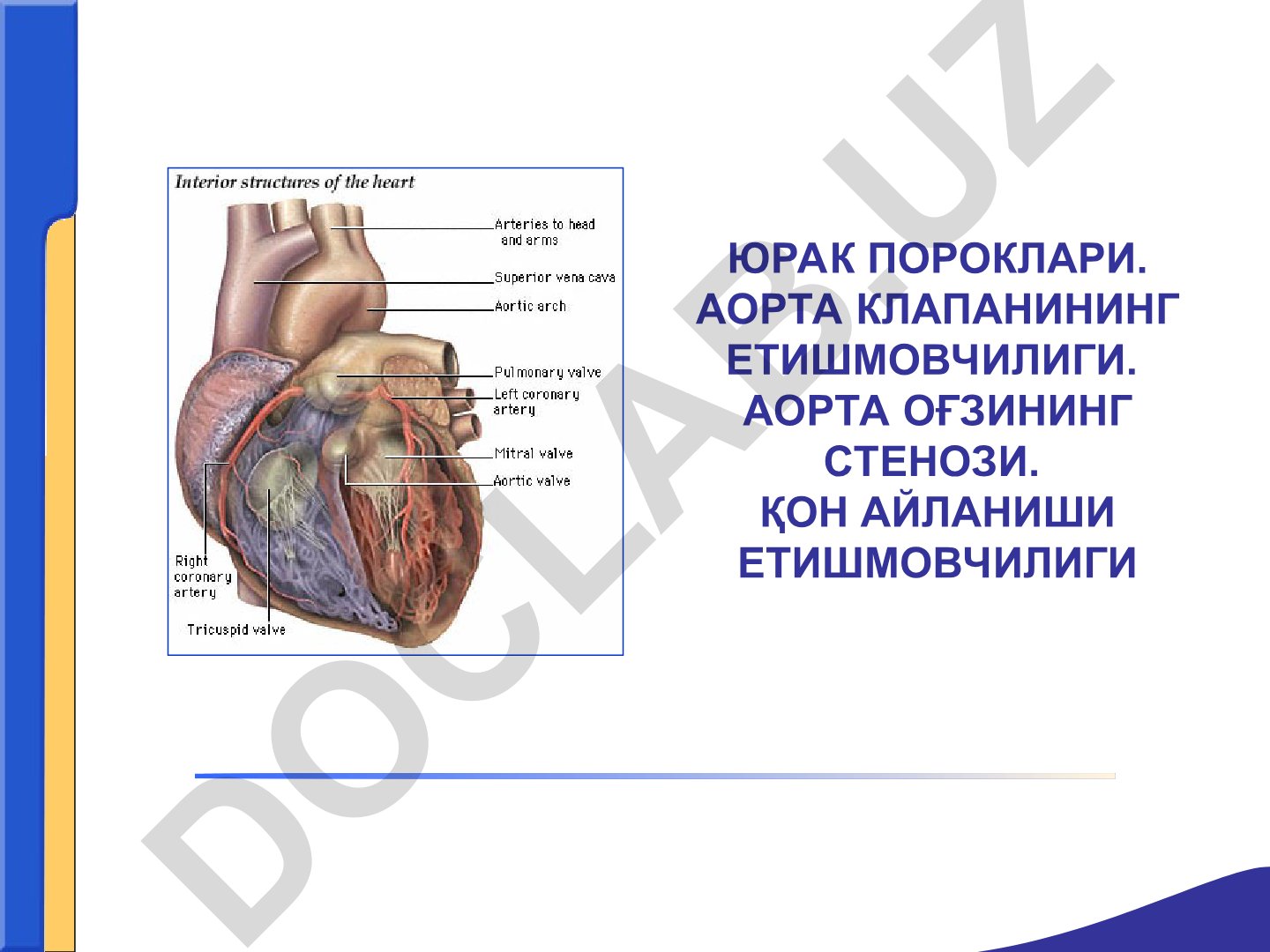 Юрак пороклари: аорта клапанининг етишмовчилиги ва аорта оғзининг стенози