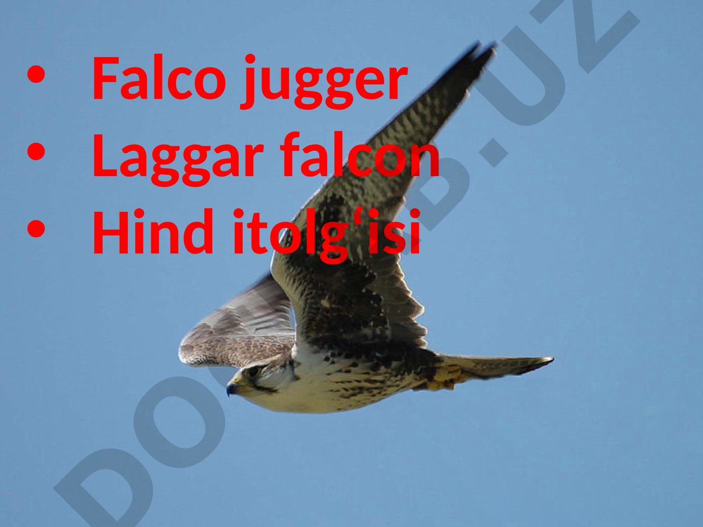 Falco jugger Laggar falcon Hind itolgʻisi