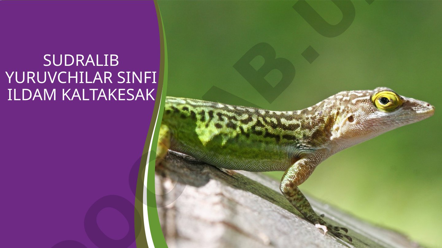 Sudralib yuruvchilar sinfi ildam kaltakesak
