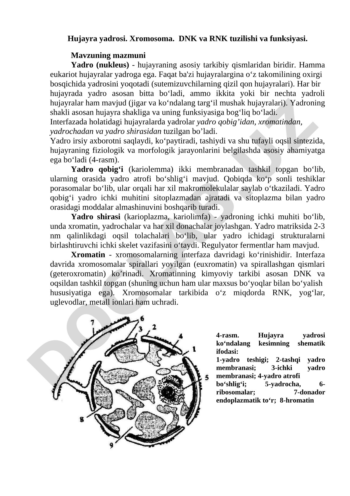 Hujayra yadrosi, xromosoma, DNK va RNK tuzilishi va funksiyasi