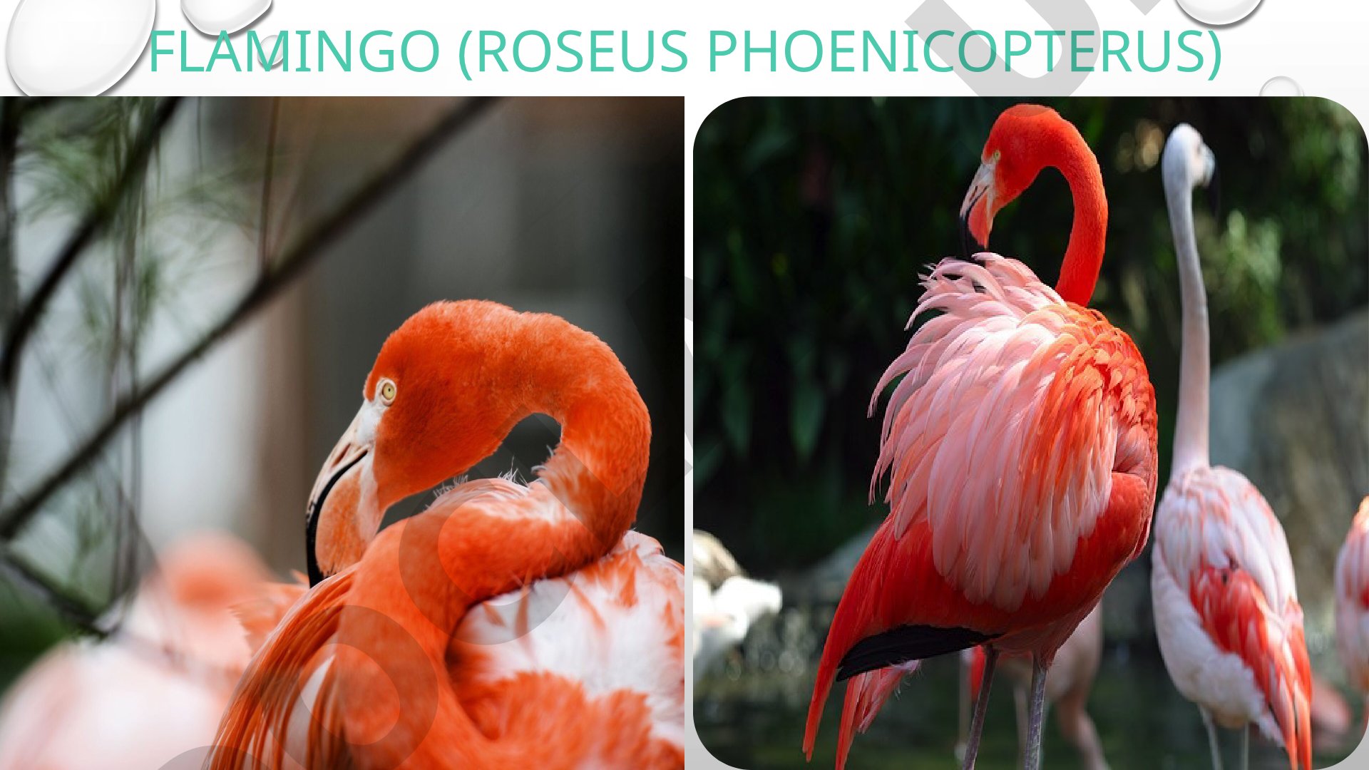 Flamingo va kulrang g'oz