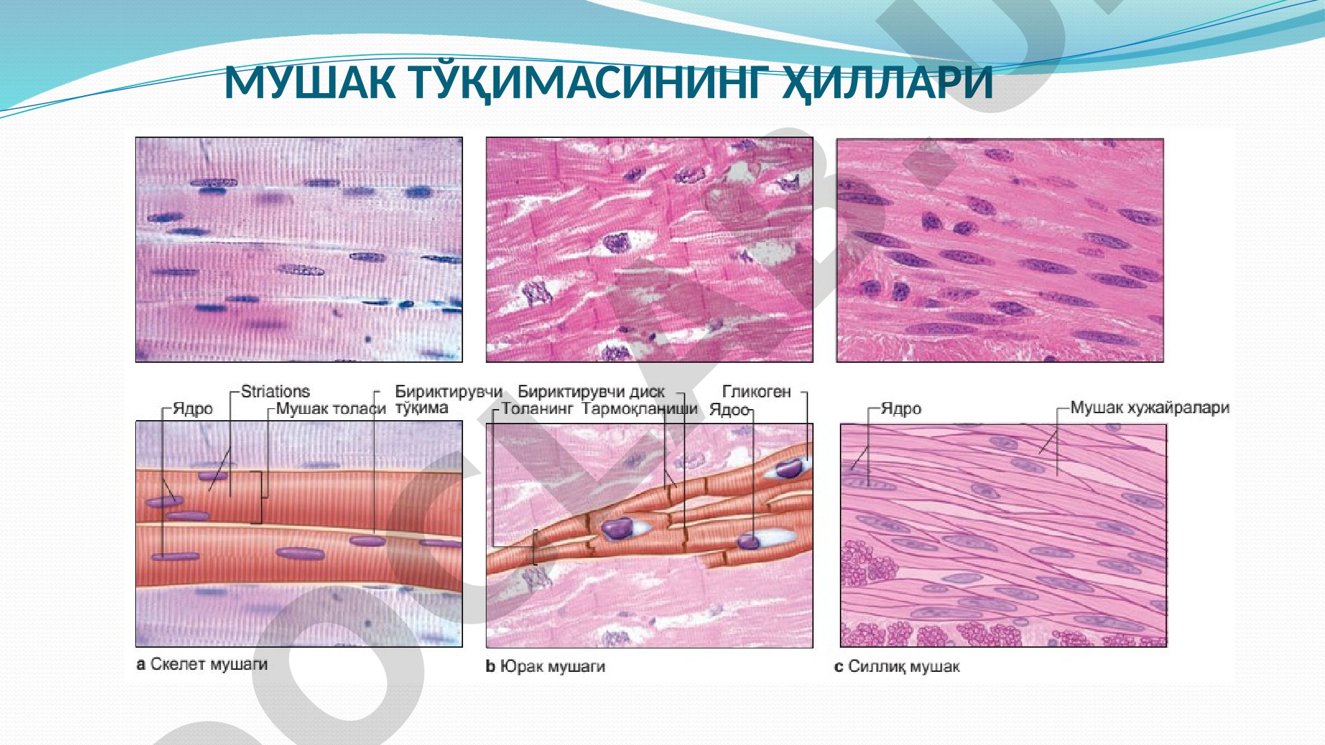 Мушак тўқимасининг ҳиллари