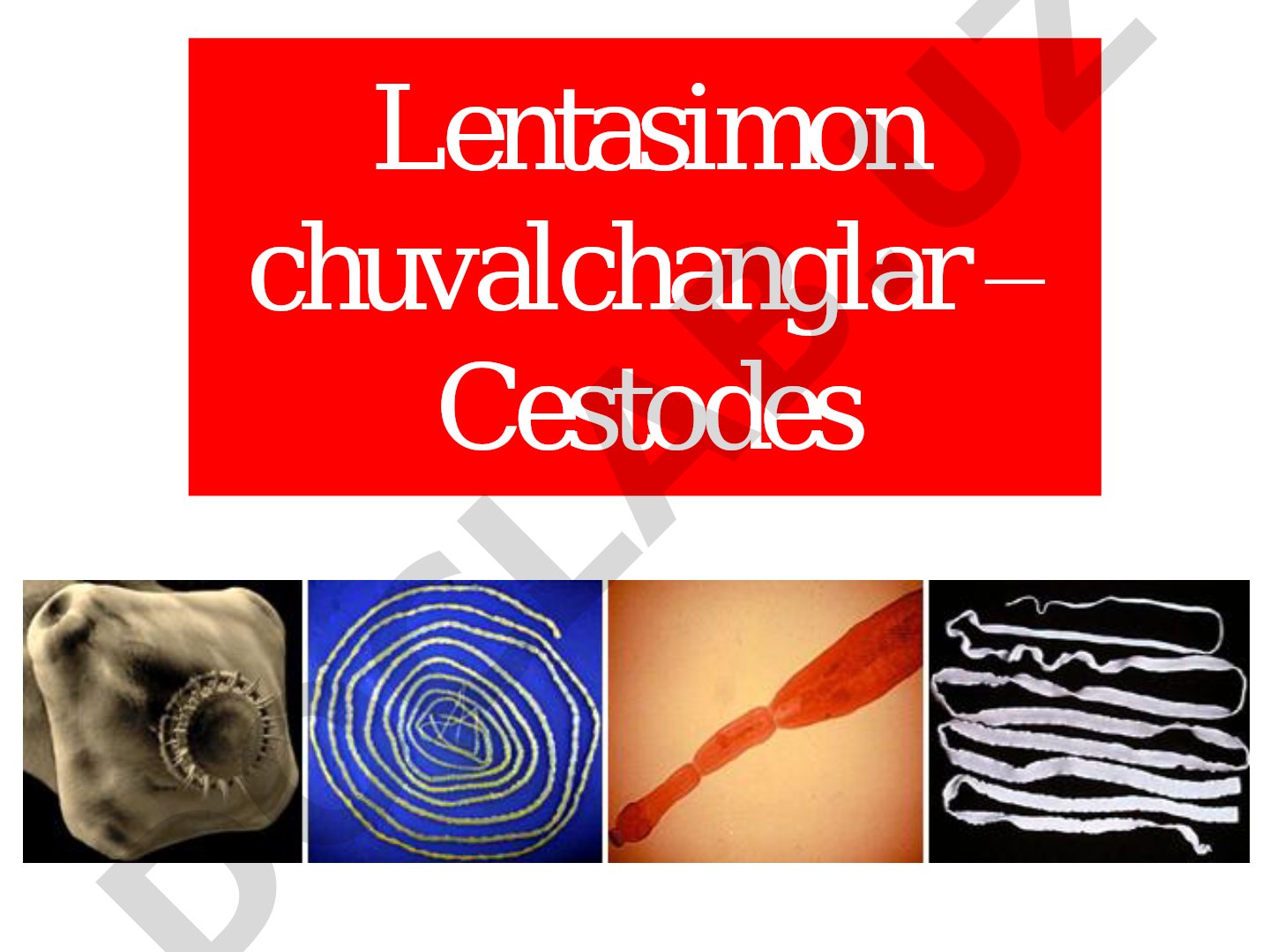 Tasmasimon chuvalchanglar (Cestodes) - tuzilishi va rivojlanishi