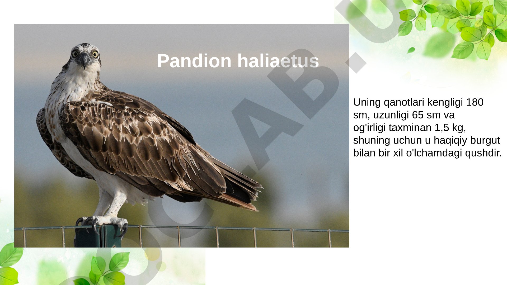Pandion haliaetus