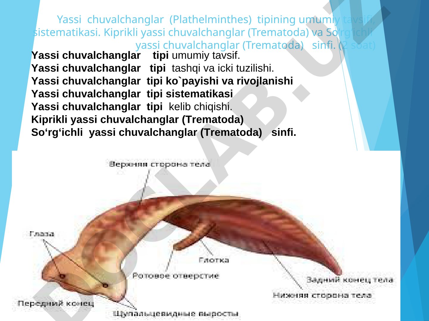 Yassi chuvalchanglar (Plathelminthes) tipining umumiy tavsifi, sistematikasi.