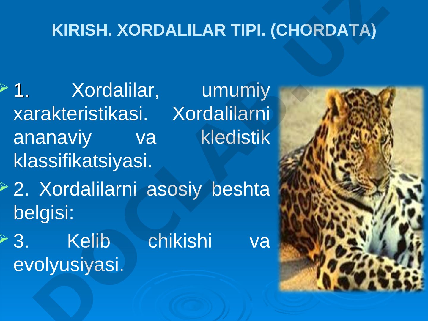 Xordalilar tipi