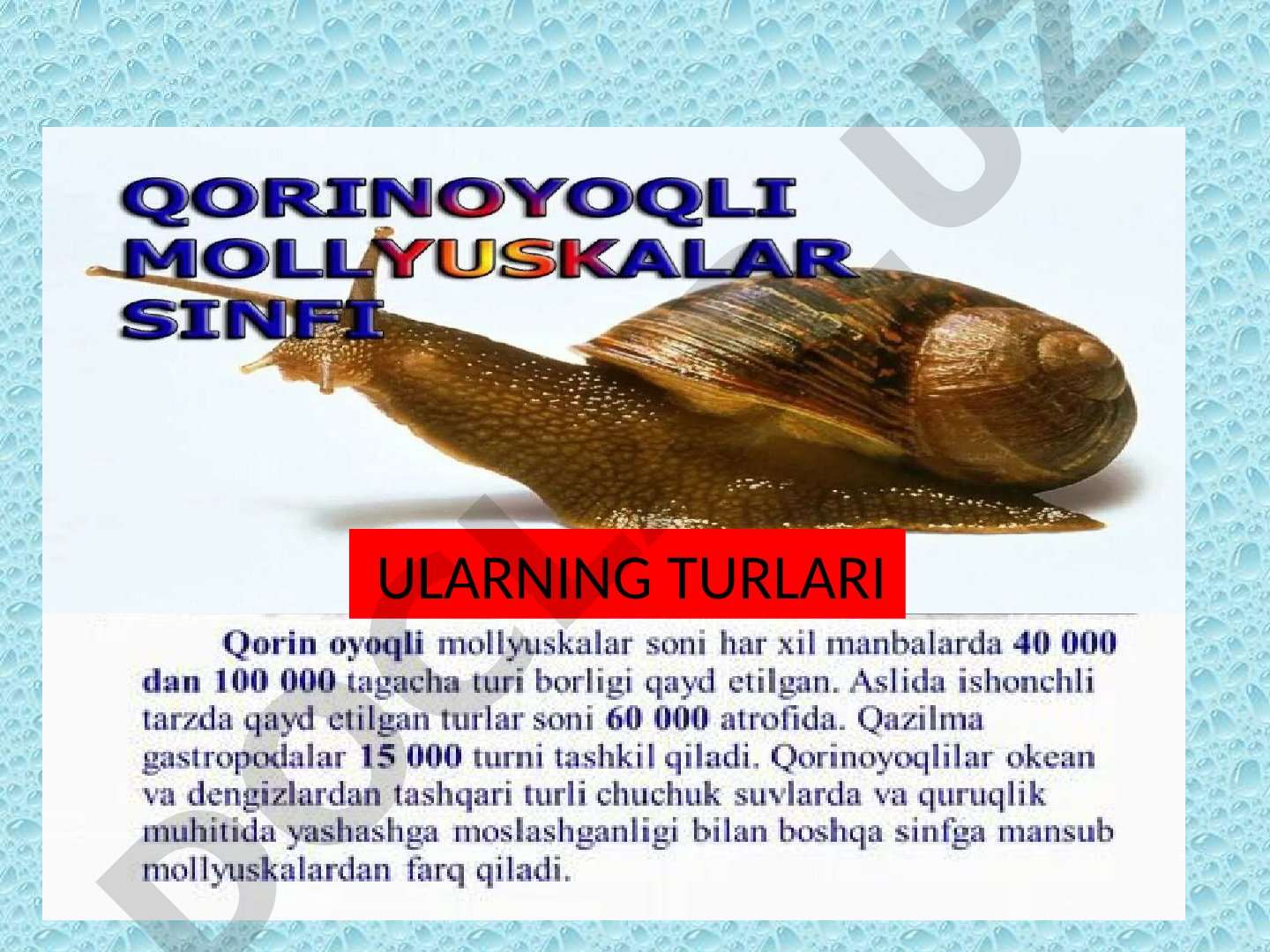 Tok shillig'i (Helix pomatia) biologiyasi va tuzilishi
