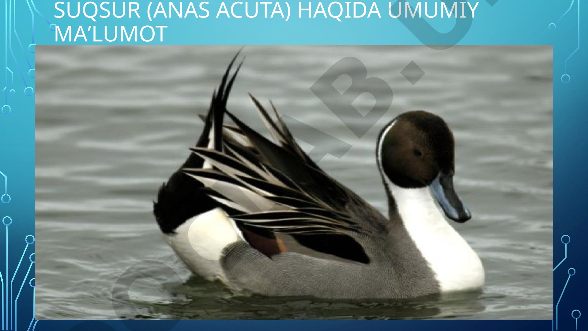 Suqsur (Anas acuta) haqida umumiy maʼlumot