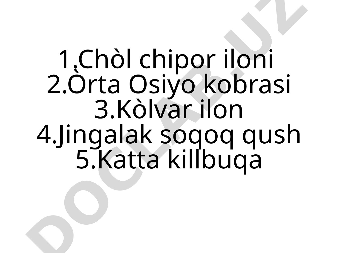 Chòl chipor iloni, Òrta Osiyo kobrasi, Jingalak soqoq qush sistematikasi