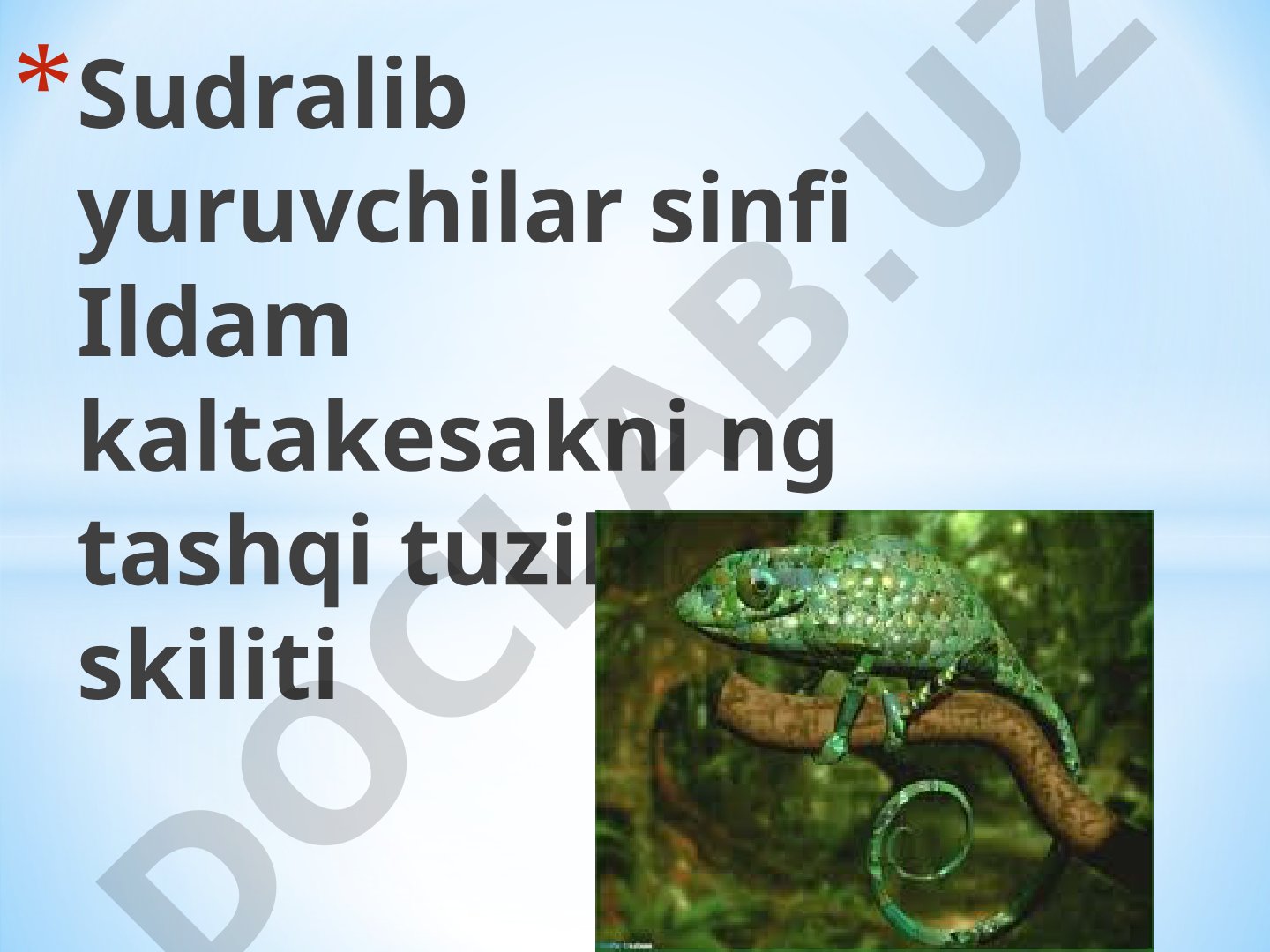 Sudralib yuruvchilar sinfi Ildam kaltakesakni ng tashqi tuzilishi va skiliti