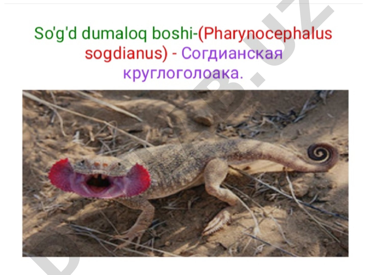 So'g'd dumaloq boshi-(Pharynocephalus sogdianus)