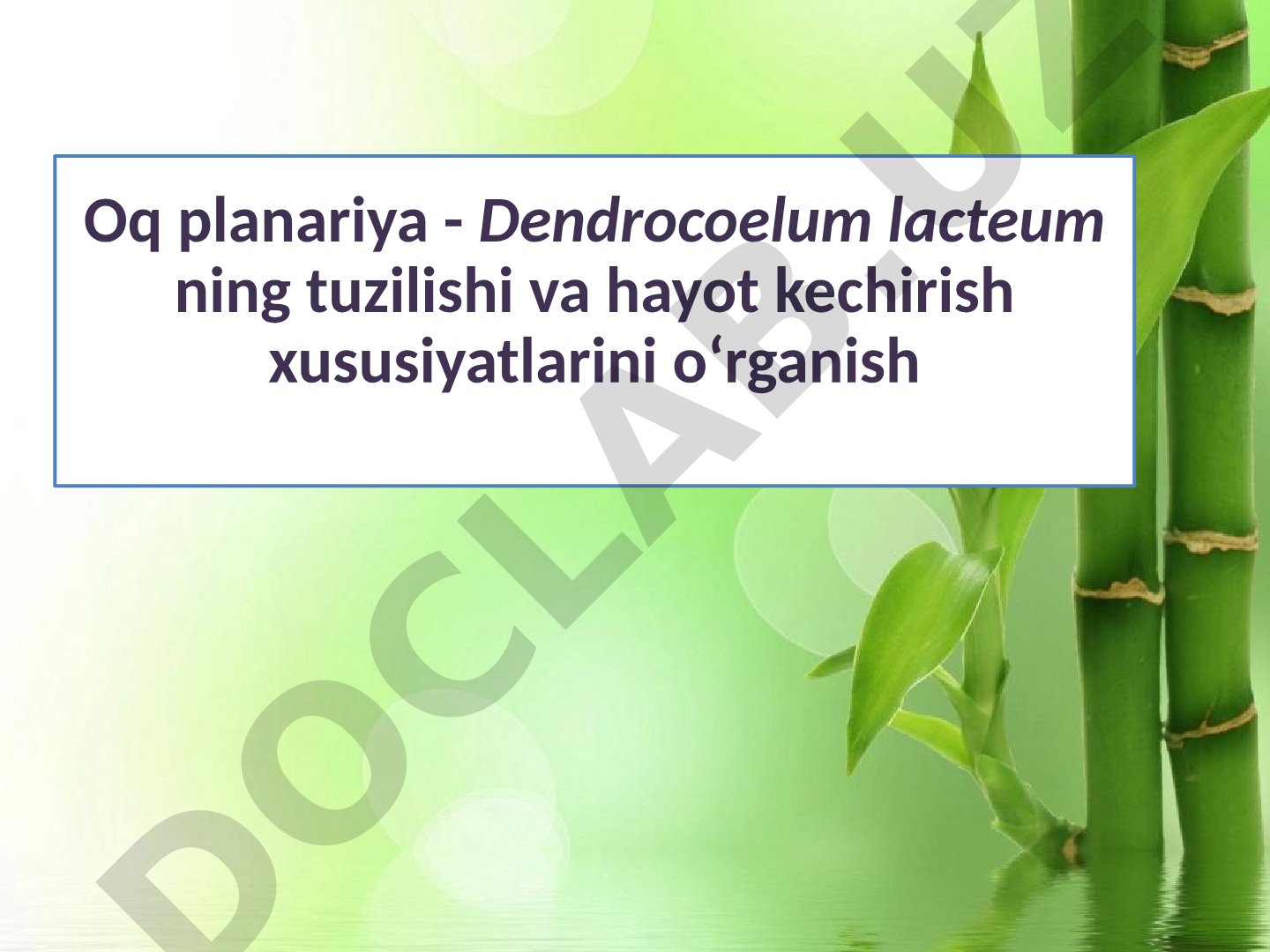 Oq planariya - Dendrocoelum lacteum ning tuzilishi va hayot kechirish xususiyatlarini o‘rganish