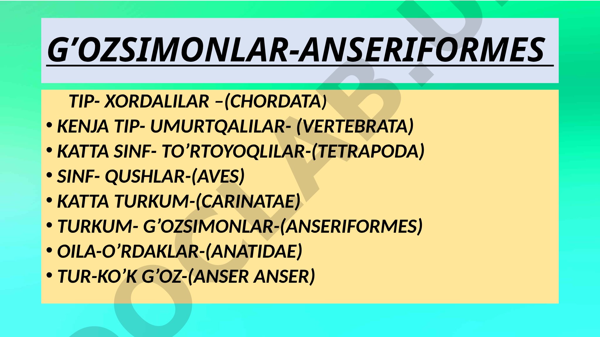 Pastki qismida oq qorin, pastki ko'krakda kulrang soya bor