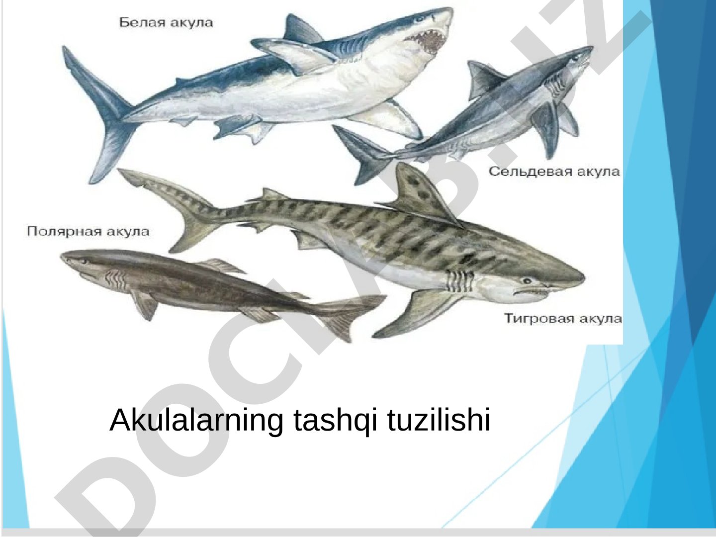 Baliqlarning tashqi tuzilishi: suyakli va tog'ayli