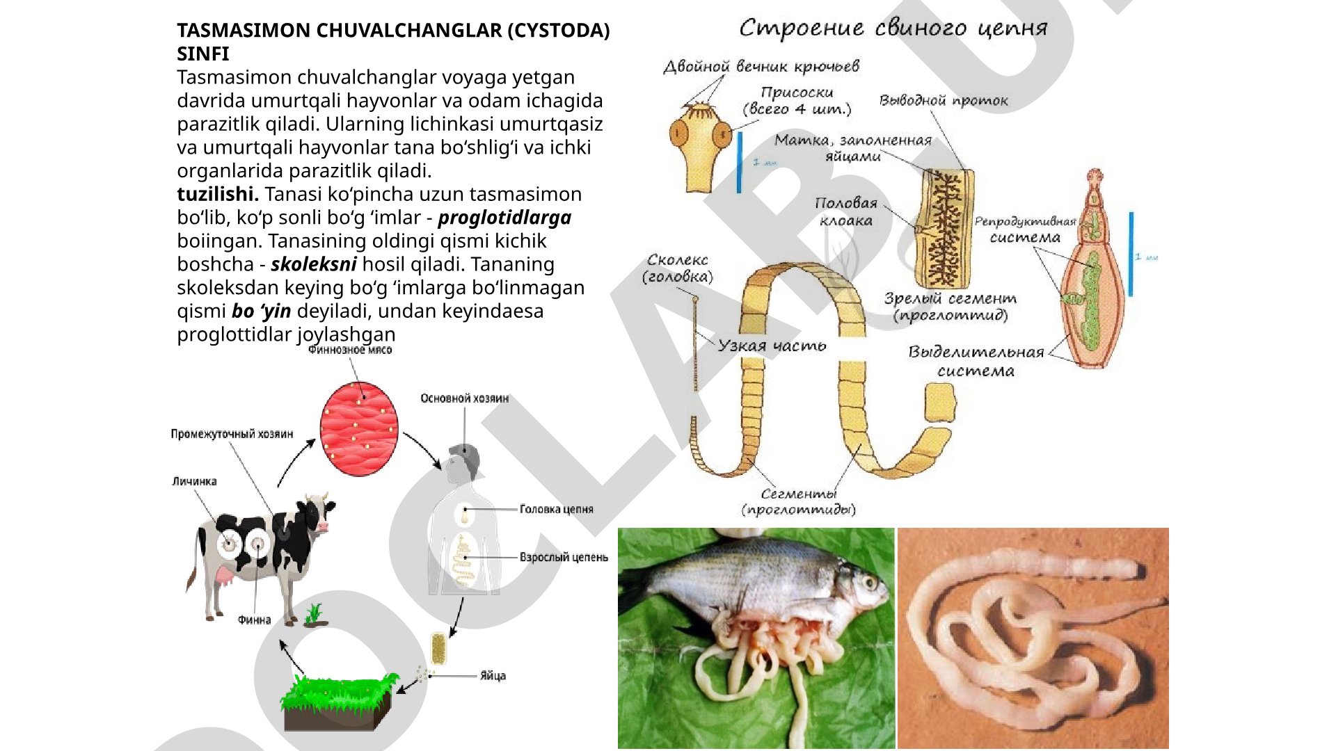Tasmasimon chuvalchanglar (Cystoda) sinfi