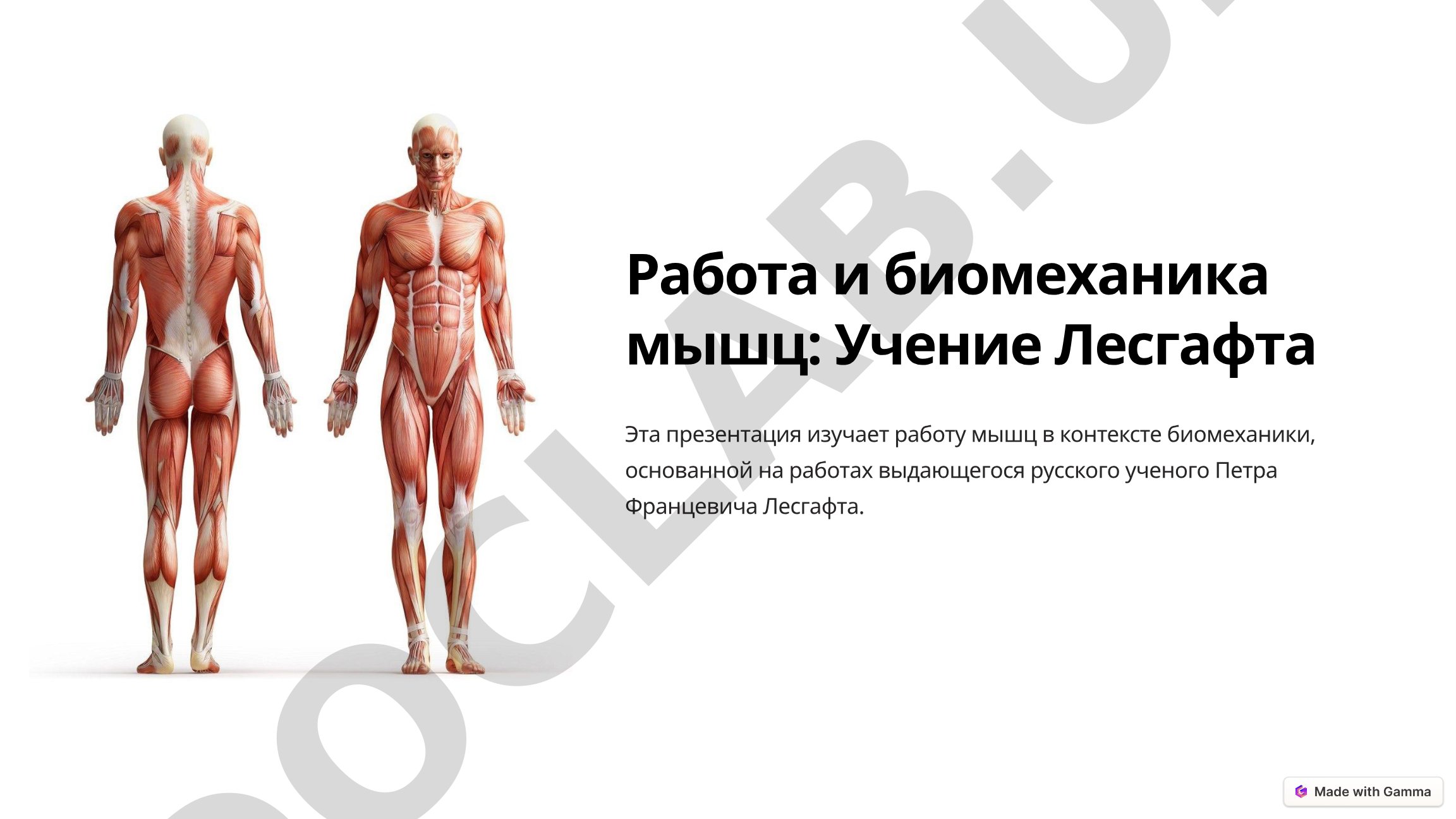 Работа и биомеханика мышц: Учение Лесгафта