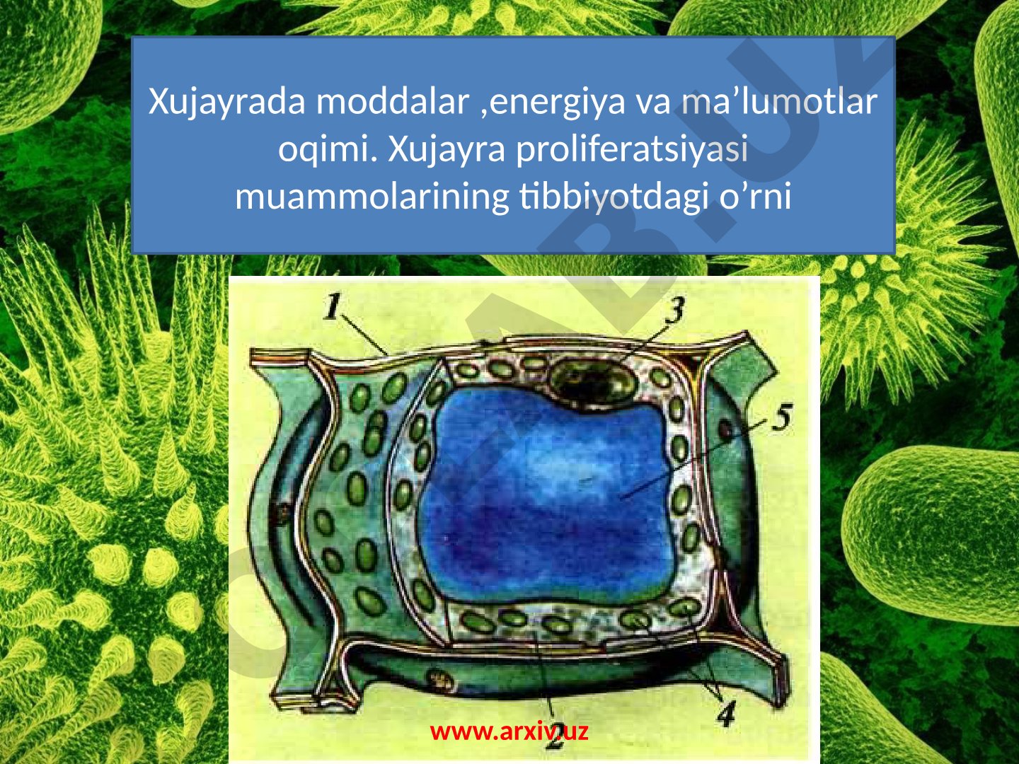 Hujayrada moddalar, energiya va ma'lumotlar oqimi. Hujayra proliferatsiyasi muammolarining tibbiyotdagi o'rni