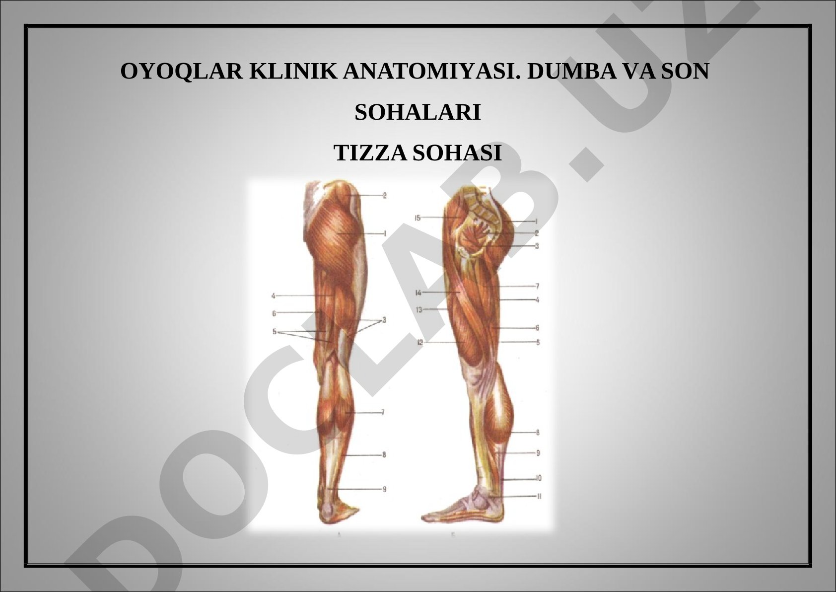 Oyoqlar klinik anatomiyasi. Dumba va son sohalari. Tizza sohasi