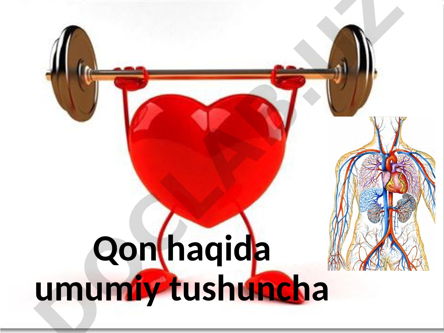 Qon haqida umumiy tushuncha