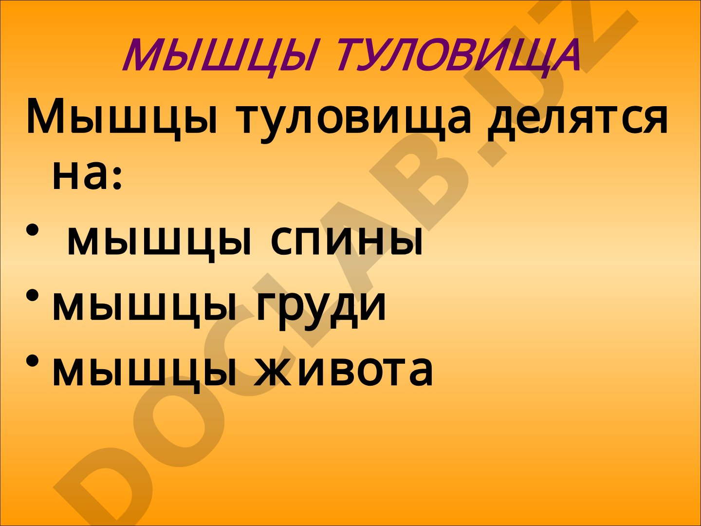 Мышцы туловища