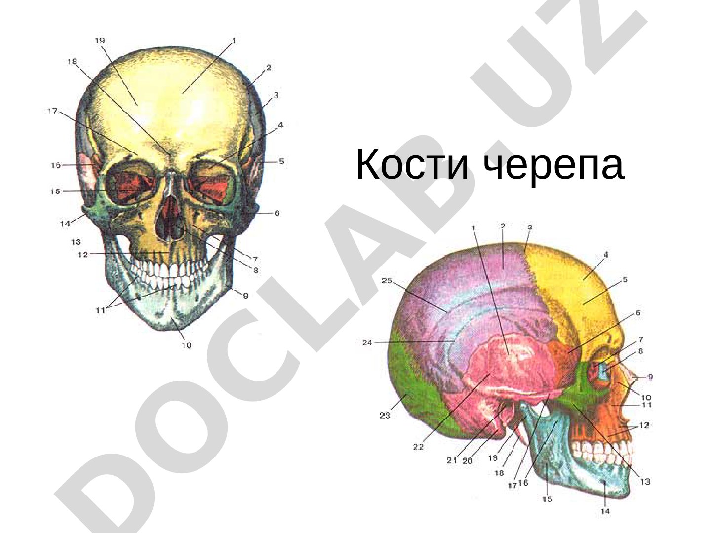 Кости черепа человека