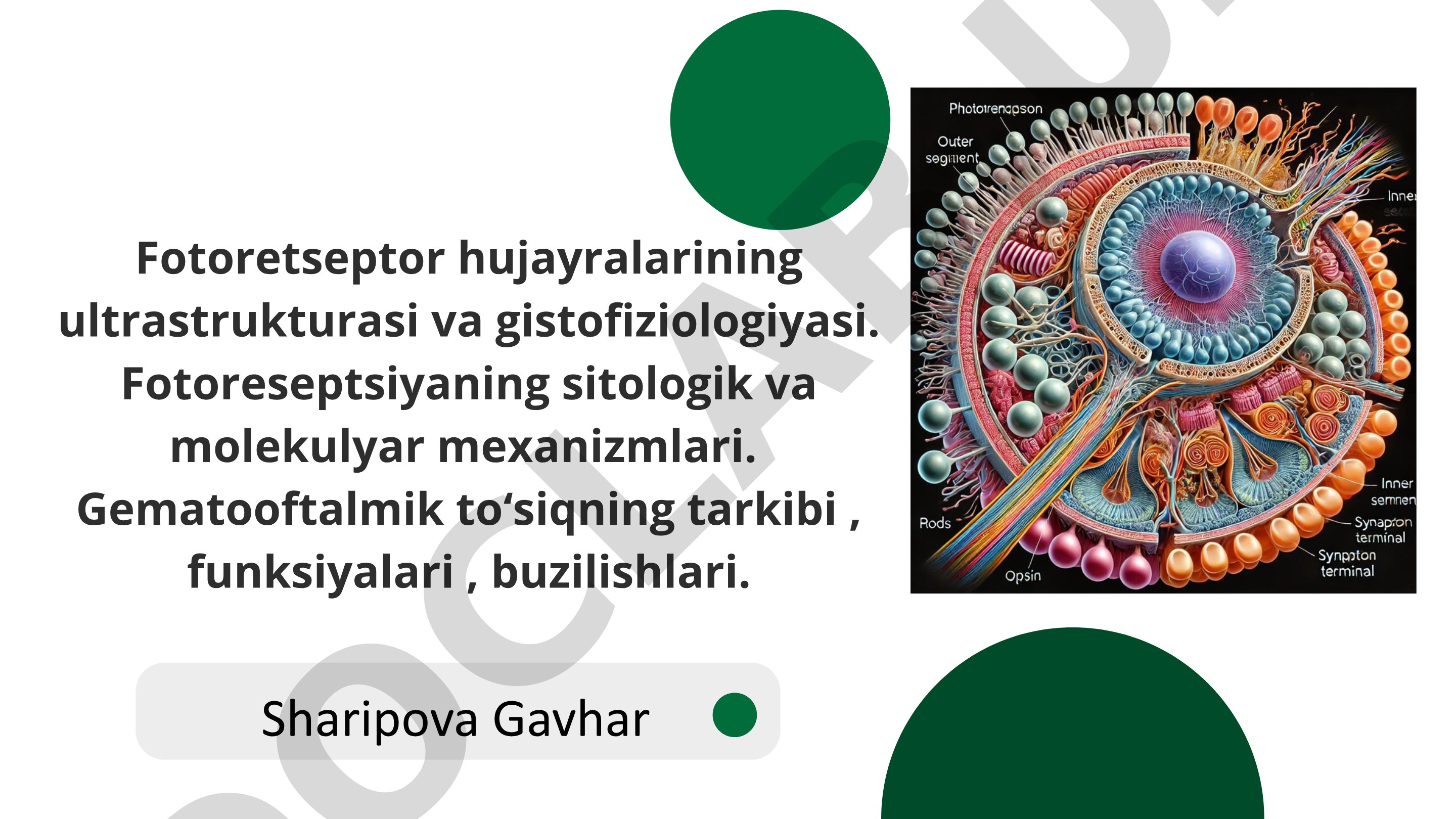 Fotoretseptor hujayralarining ultrastrukturasi va gistofiziologiyasi