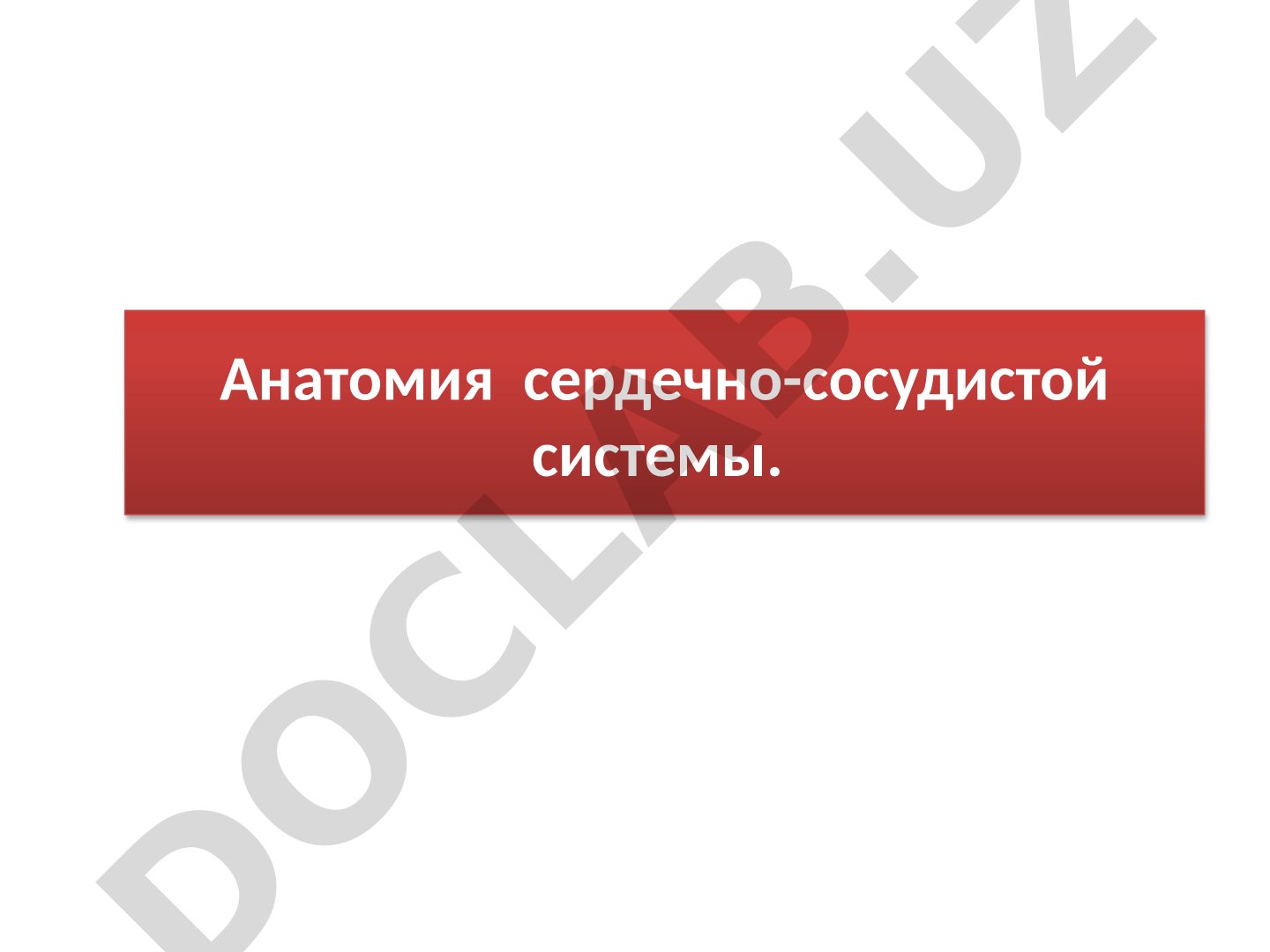 Анатомия сердечно-сосудистой системы