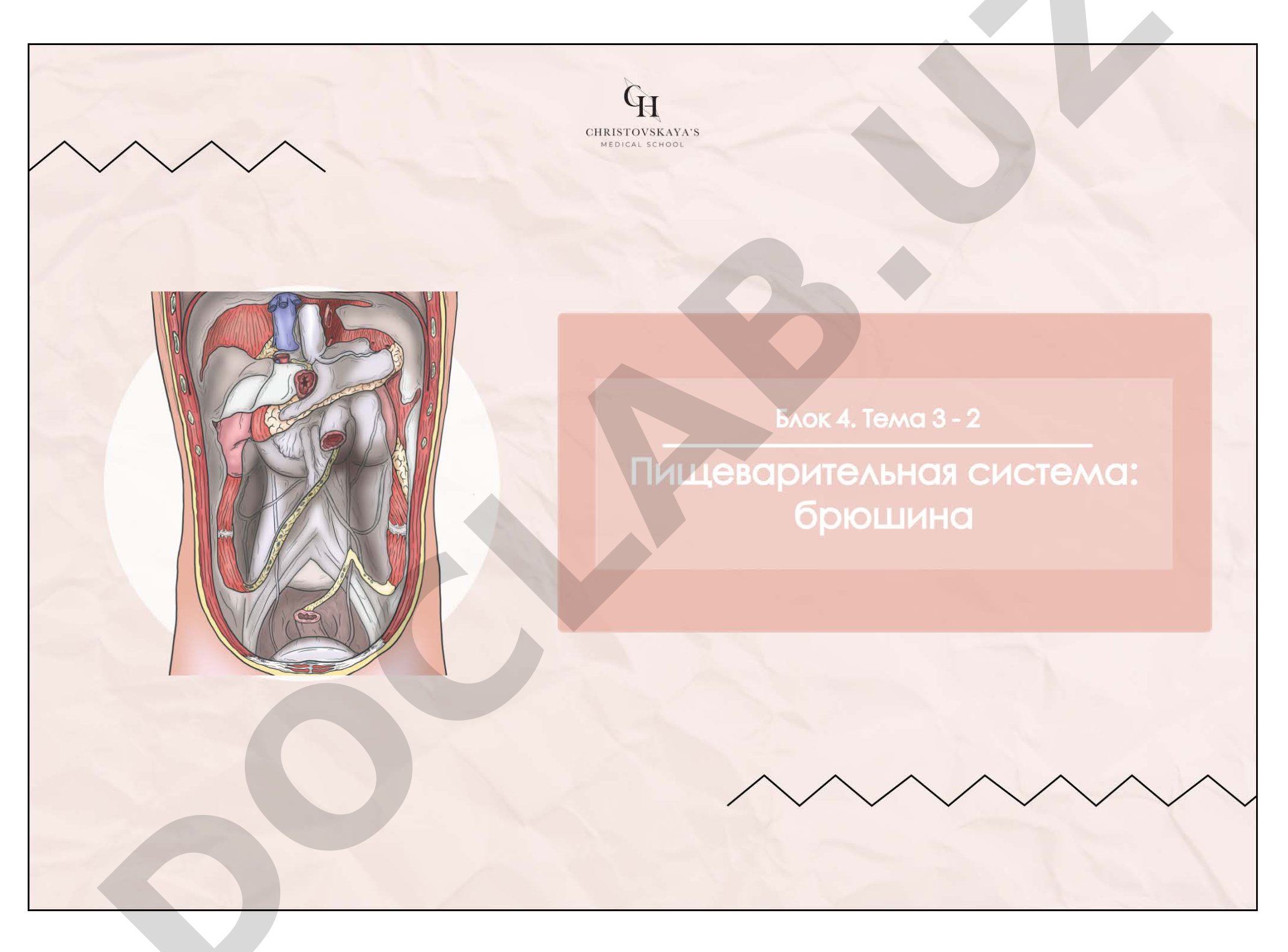 Брюшная полость и брюшина