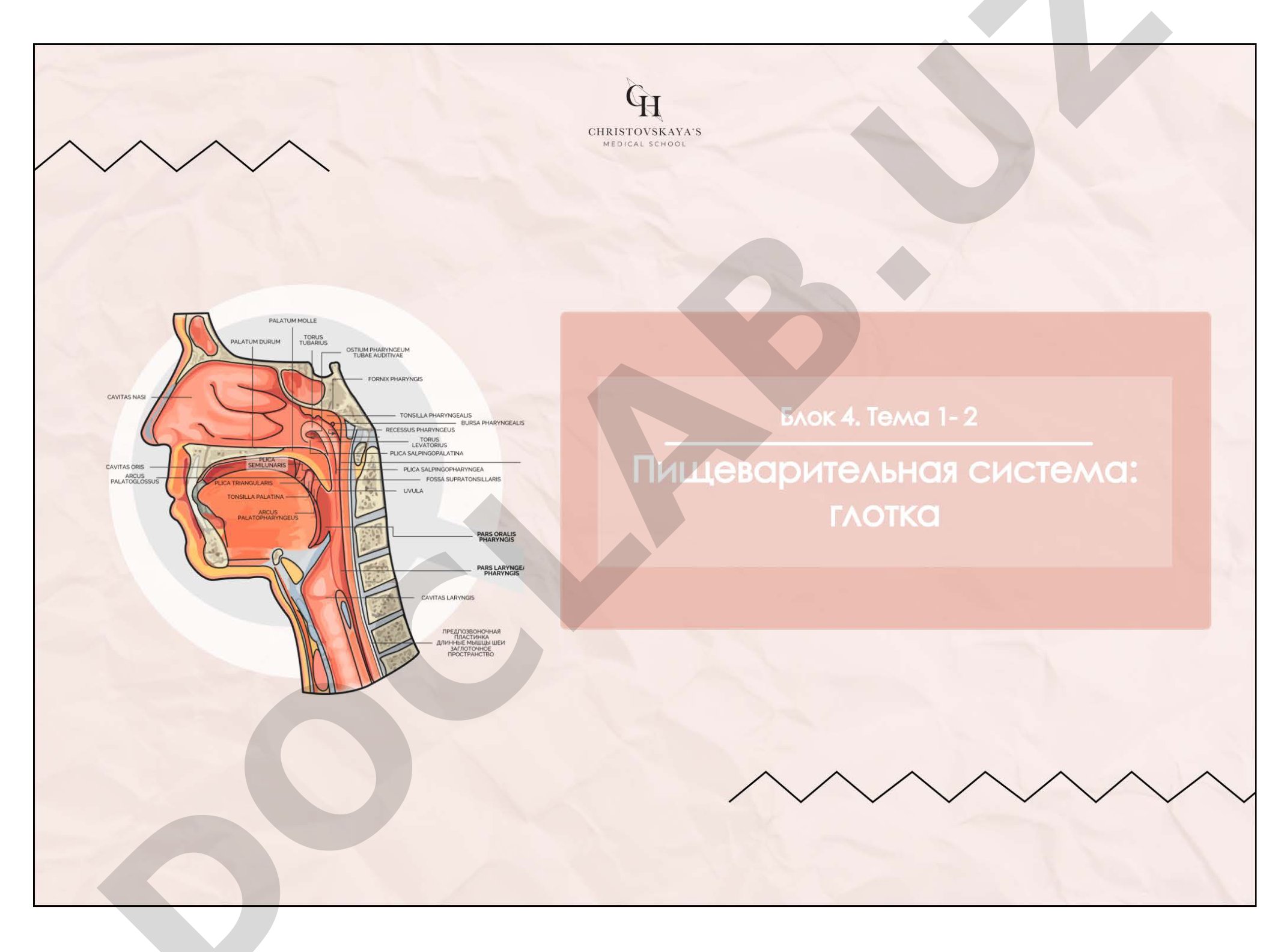 Алгоритм описания внутреннего органа на примере глотки