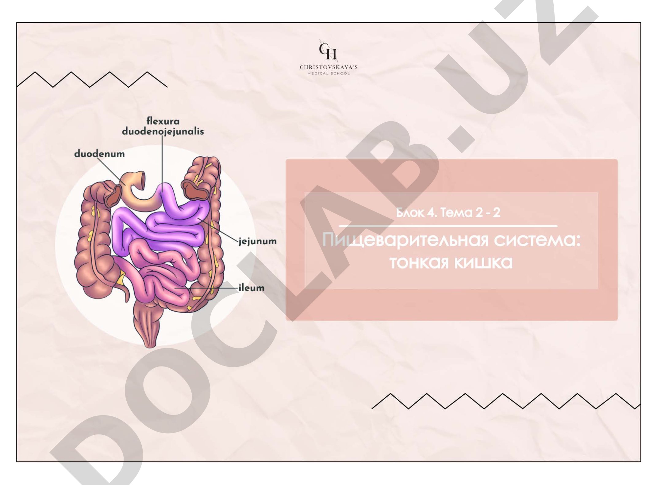 Алгоритм описания внутреннего органа и строение тонкой кишки