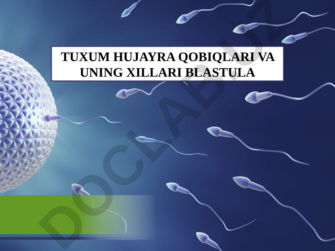 Tuxum hujayra qobiqlari va uning xillari