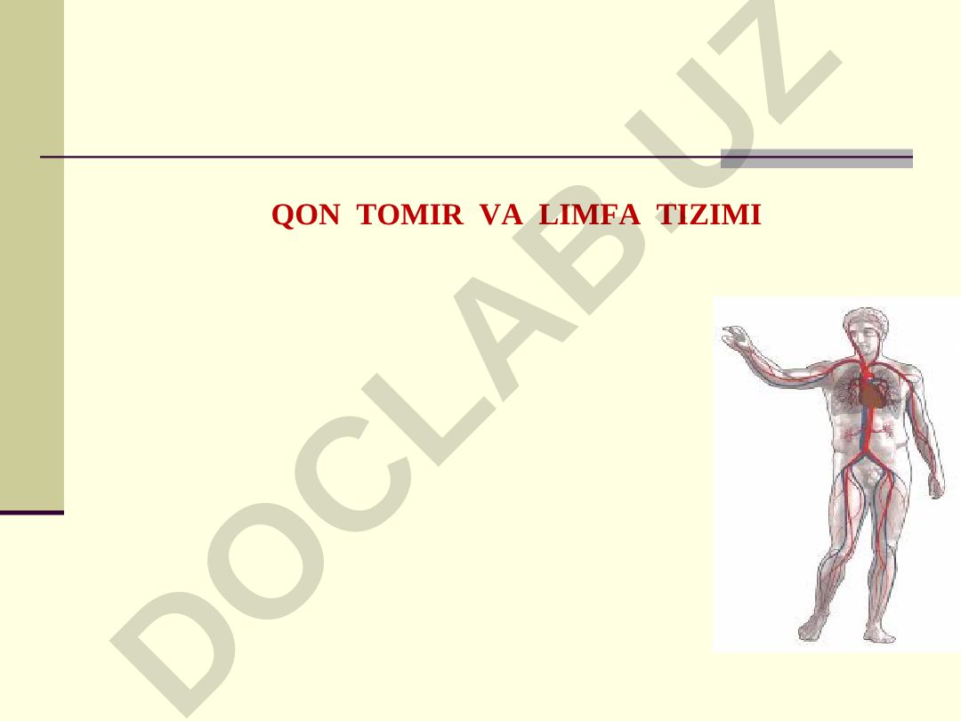 Qon tomir va limfa tizimi